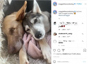 攻撃的だったミシカとベストフレンドになったマギー（画像は『Maggie the Wonder Dog　2021年9月14日付Instagram「Just two little snuggle buddies.」』のスクリーンショット）