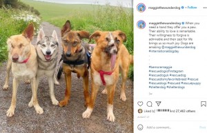 ミシカ（左から2番目）とミリー（一番右）らと一緒のマギー（画像は『Maggie the Wonder Dog　2021年8月27日付Instagram「When you need a hand they offer you a paw.」』のスクリーンショット）