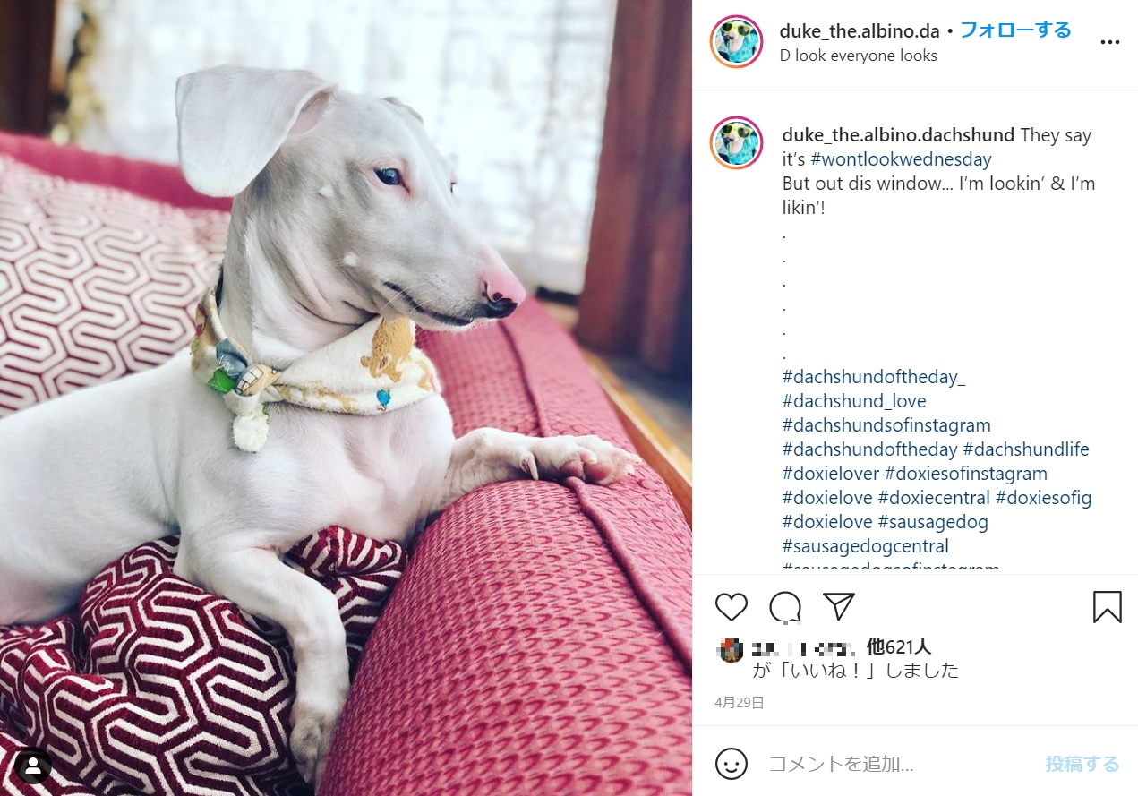 アルビノにより真っ白の毛並みを持つダックスフンド（画像は『Duke Your Fav Albino Sausage　2021年4月29日付Instagram「They say it’s ＃wontlookwednesday」』のスクリーンショット）