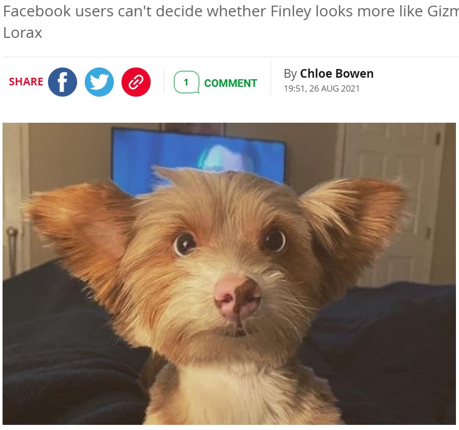大きな耳につぶらな瞳でアニメのキャラクターのような姿が大人気に（画像は『The Daily Star　2021年8月26日付「Social media users have fallen in love with a dog that looks like a cartoon character」』のスクリーンショット）