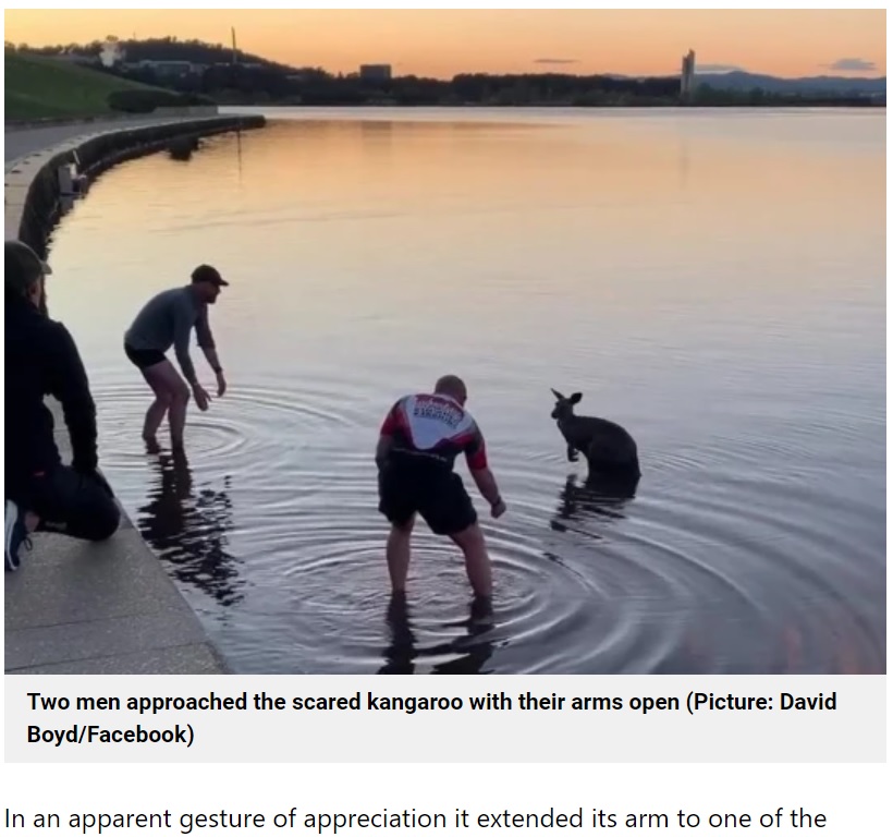 カンガルーを怖がらせないようにゆっくりと近づく（画像は『Metro　2021年9月21日付「Kangaroo shakes rescuer’s hand after being rescued from freezing lake」（Picture: David Boyd/Facebook）』のスクリーンショット）