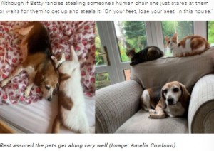 ネコ2匹とは仲良くやっているというベティ（画像は『TeamDogs　2021年9月8日付「Beagle squeezes into cat’s bed after her own is taken over」（Image: Amelia Cowburn）』のスクリーンショット）