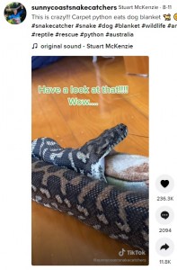 スネークキャッチャーに促されて毛布を吐き出した（画像は『Stuart McKenzie　2021年8月11日付TikTok「This is crazy!!!　Carpet python eats dog blanket」』のスクリーンショット）