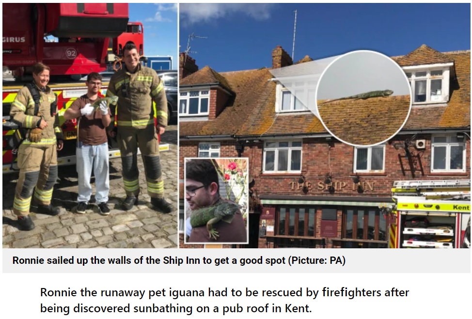 ペットのイグアナが脱走し飼い主は大慌て（画像は『Metro　2021年9月28日付「Runaway iguana rescued from pub after scaling roof for a sunbathing session」（Picture: PA）』のスクリーンショット）