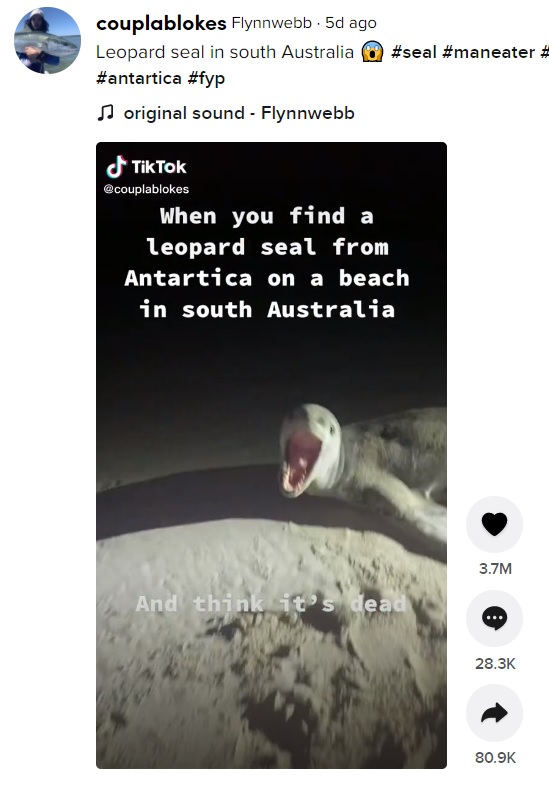 ヒョウアザラシも触った男性も突然の接触にビックリ（画像は『Flynnwebb　2021年8月27日付TikTok「Leopard seal in south Australia」』のスクリーンショット）