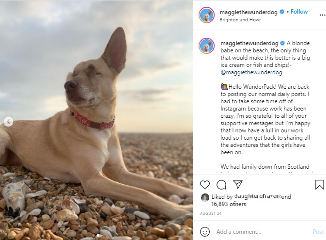 虐待され両目と片耳を失ったマギー（画像は『Maggie the Wonder Dog　2021年8月24日付Instagram「A blonde babe on the beach」』のスクリーンショット）