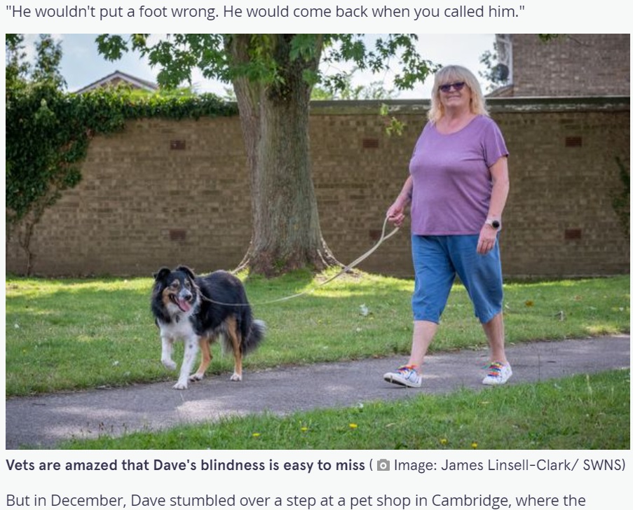 「水溜まりを避けて歩いていた」という盲目のボーダーコリー（画像は『The Mirror　2021年9月22日付「Blind dog that ‘never puts a foot wrong’ is declared a medical mystery」（Image: James Linsell-Clark/ SWNS）』のスクリーンショット）