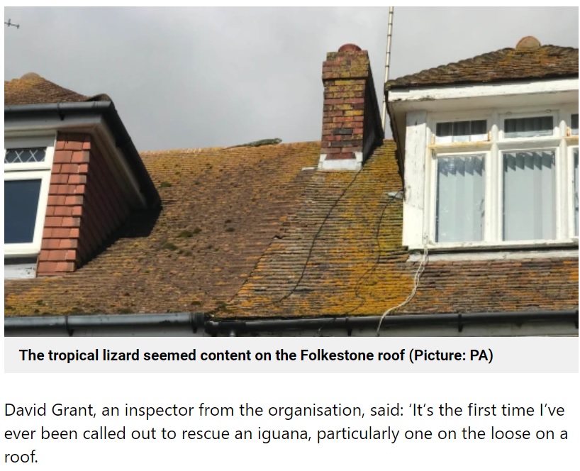 太陽光が足りなかったのか、屋根の上で日向ぼっこ（画像は『Metro　2021年9月28日付「Runaway iguana rescued from pub after scaling roof for a sunbathing session」（Picture: PA）』のスクリーンショット）