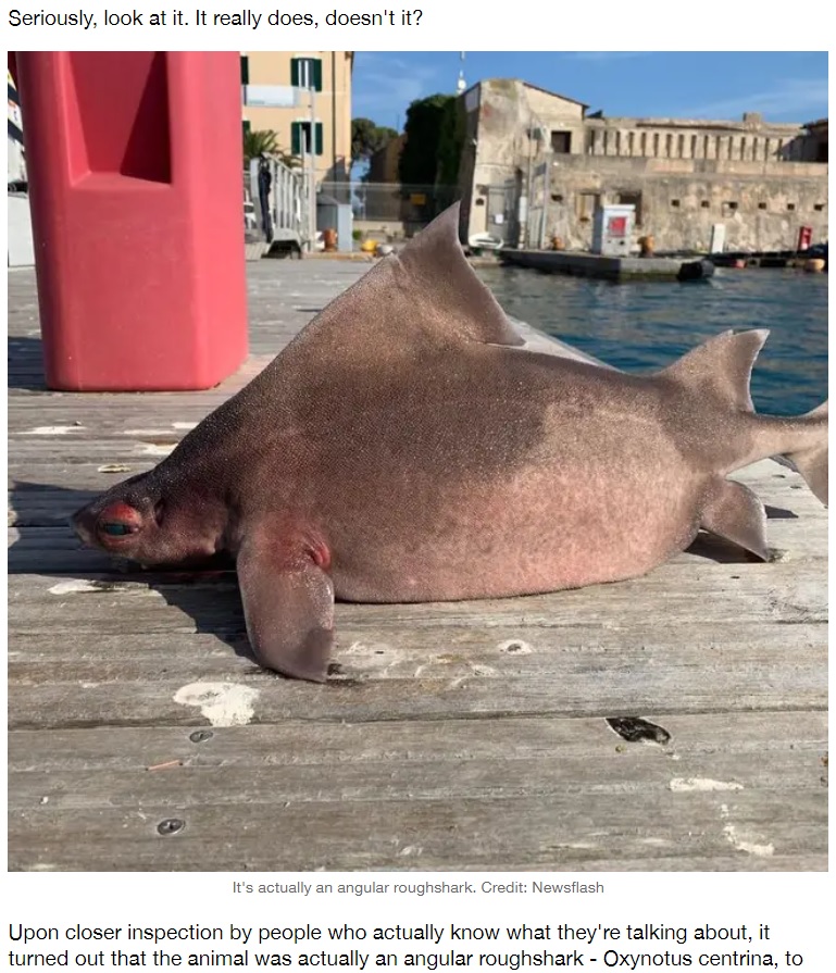 伊エルバ島で見つかった“アングラー・ラフシャーク”（画像は『LADbible　2021年9月9日付「Sailors Find Fish With The Body Of A Shark And Face Of A Pig」（Credit: Newsflash）』のスクリーンショット）