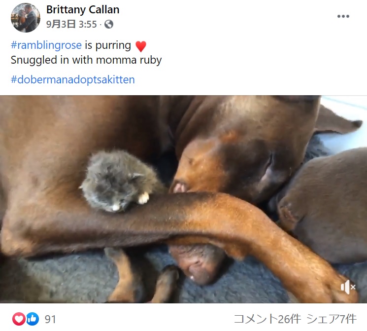 小さな子猫に細心の注意を払って接しているルビー（画像は『Brittany Callan　2021年9月3日付Facebook「＃ramblingrose is purring」』のスクリーンショット）