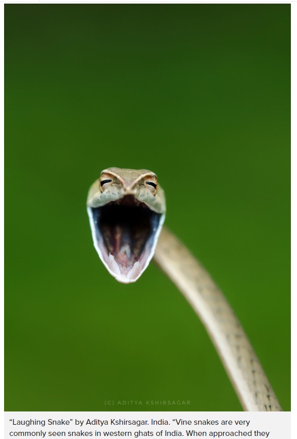 大口を開けて笑ったように見えるヘビ（画像は『PetaPixel　2021年9月1日付「23 of the Funniest Finalists in the 2021 Comedy Wildlife Photo Awards」（Aditya Kshirsagar / Comedy Wildlife Photography Awards 2021）』のスクリーンショット）