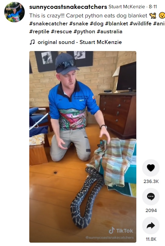 経験豊富なスネークキャッチャーも驚く（画像は『Stuart McKenzie　2021年8月11日付TikTok「This is crazy!!!　Carpet python eats dog blanket」』のスクリーンショット）