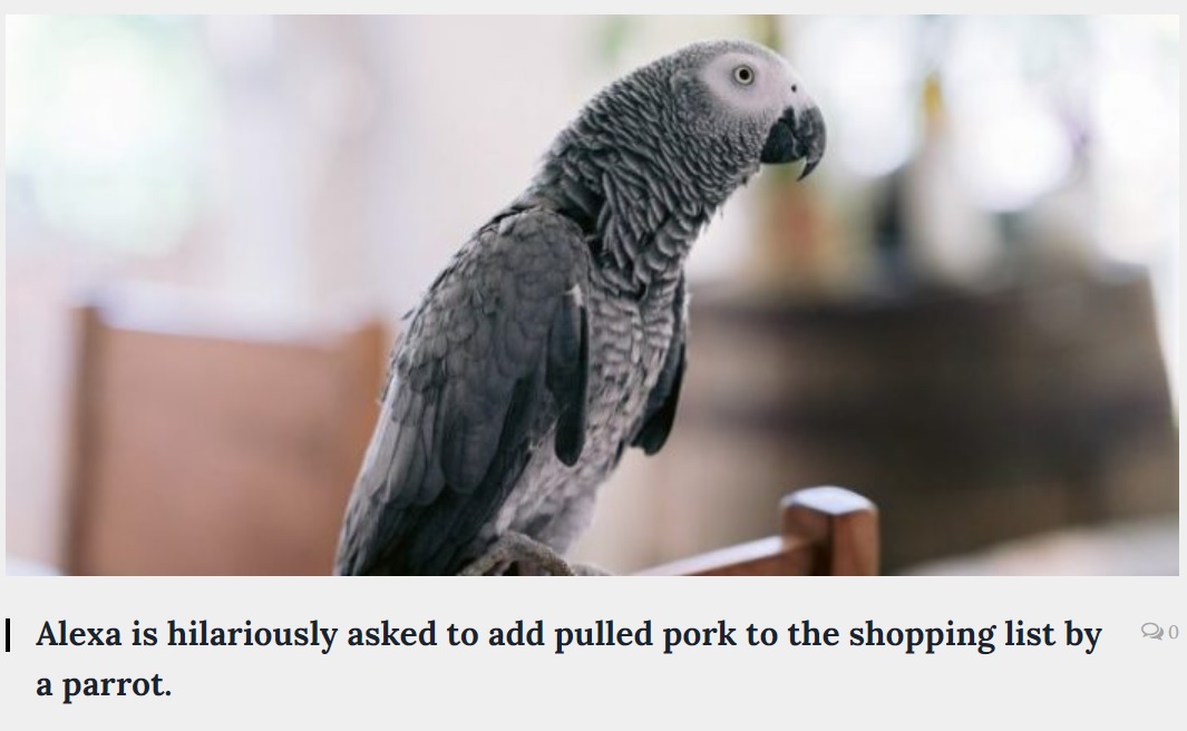 5歳児並みの知能があると言われるヨウム（画像は『The Washington Newsday　2021年9月19日付「Alexa is hilariously asked to add pulled pork to the shopping list by a parrot.」』のスクリーンショット）
