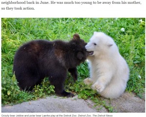 【海外発！Breaking News】それぞれ苦境を乗り越えた白と黒の子グマ　動物園で出会い大親友に（米）＜動画あり＞