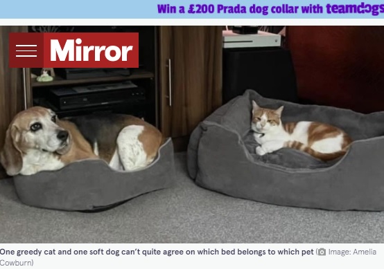 犬用ベッドに寝るネコと、ネコ用ベッドで我慢する犬（画像は『The Mirror　2021年9月8日付「Kind-hearted Beagle forced to squeeze into tiny bed by greedy cat」（Image: Amelia Cowburn）』のスクリーンショット）