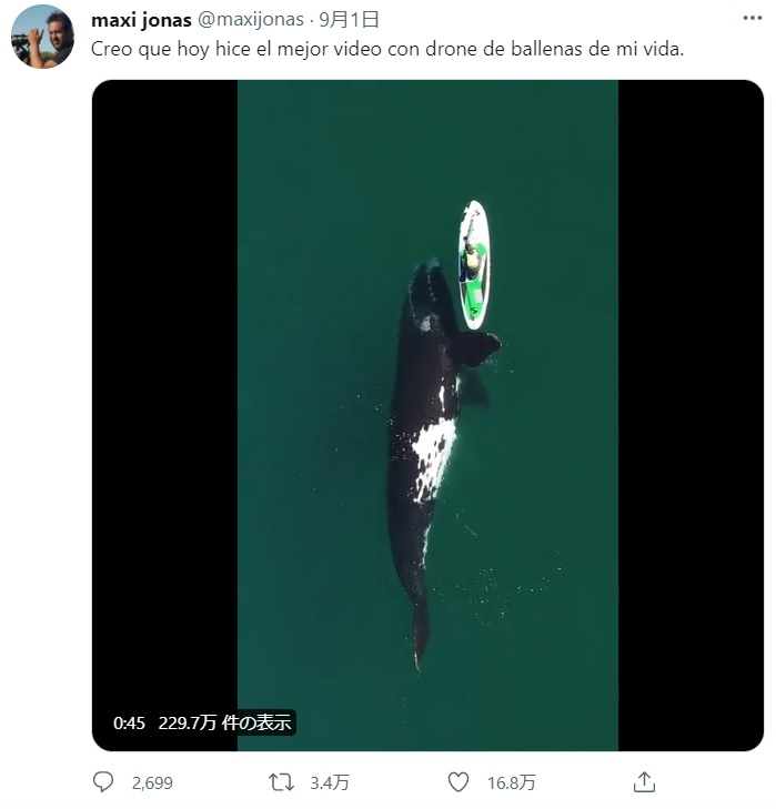 クジラがパドルボードを優しくプッシュ（画像は『maxi jonas　2021年9月1日付Twitter「Creo que hoy hice el mejor video con drone de ballenas de mi vida.」』のスクリーンショット）
