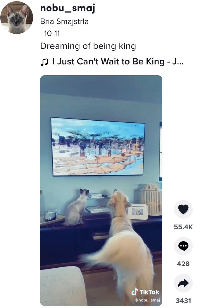 『ライオン・キング』に夢中の犬と猫（画像は『Bria Smajstrla　2021年10月11日付TikTok「Dreaming of being king」』のスクリーンショット）