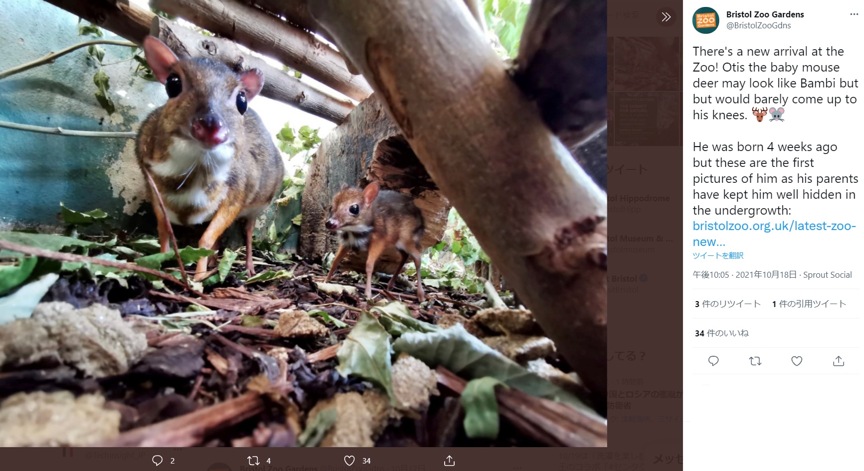 成体でも大型のウサギほどの大きさというマメジカ（画像は『Bristol Zoo Gardens　2021年10月18日付Twitter「There’s a new arrival at the Zoo!」』のスクリーンショット）