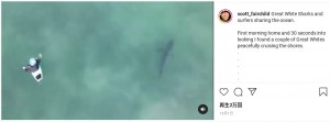 サーフィンをしているところにサメが接近（画像は『Scott Fairchild　2021年10月1日付Instagram「Great White Sharks and surfers sharing the ocean.」』のスクリーンショット）