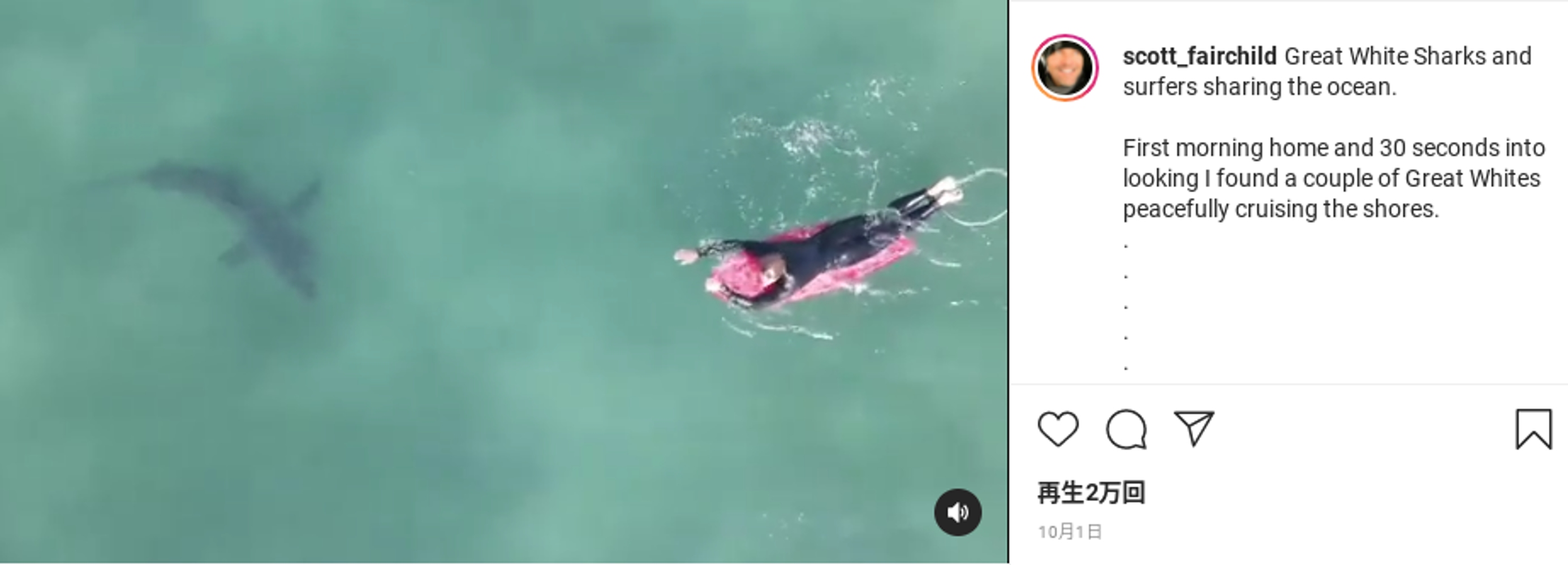 接近するサメの姿をドローンが捉えた（画像は『Scott Fairchild　2021年10月1日付Instagram「Great White Sharks and surfers sharing the ocean.」』のスクリーンショット）