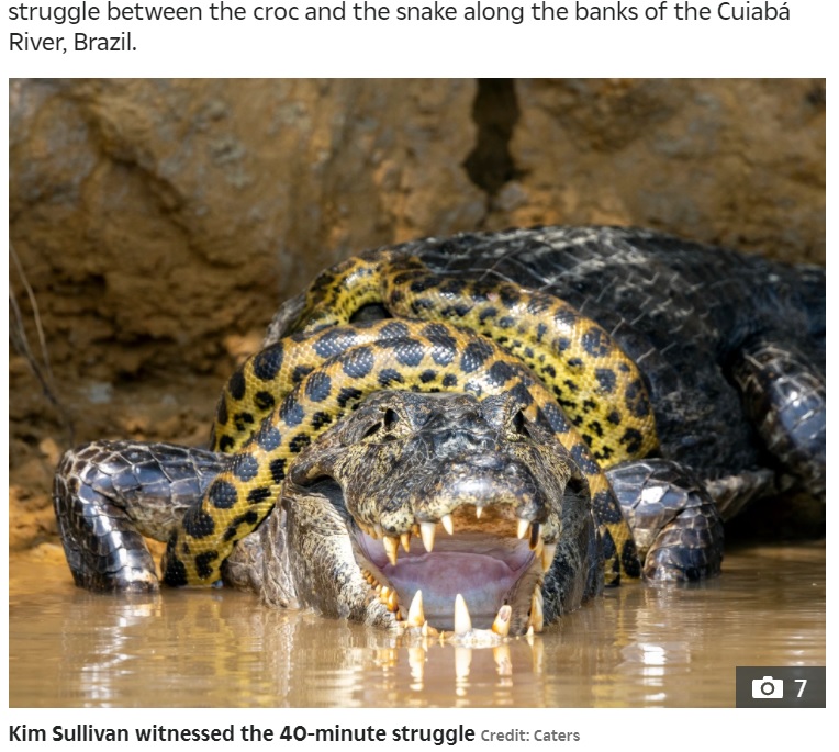 ワニとアナコンダの死闘に撮影した写真家も興奮（画像は『The Sun　2021年10月12日付「SNAKE, RATTLE AND ROLL Giant anaconda wraps itself round a deadly caiman in brutal fight for survival - but who comes out on top?」（Credit: Caters）』のスクリーンショット）
