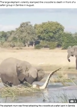 執拗に攻撃を続ける母ゾウ（画像は『The Sun　2021年10月19日付「NELLY’S RAGE Harrowing moment elephant mum stamps a crocodile to death as beast threatened to attack her calf」』のスクリーンショット）