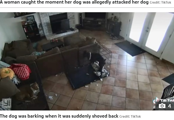 何かに押されたかのように後ろに下がる犬（画像は『The Sun　2021年10月20日付TikTok「CAUGHT ON CAMERA Disturbing video shows how ‘ghost’ takes off dog’s collar while tormenting family every day」（Credit: TikTok）』のスクリーンショット）