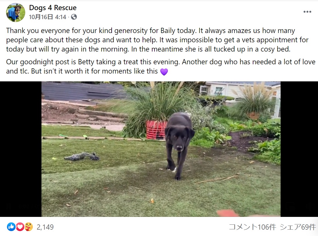 警戒しながらも恐る恐るスタッフに近づく犬（画像は『Dogs 4 Rescue　2021年10月16日付Facebook「Thank you everyone for your kind generosity for Baily today.」』のスクリーンショット）