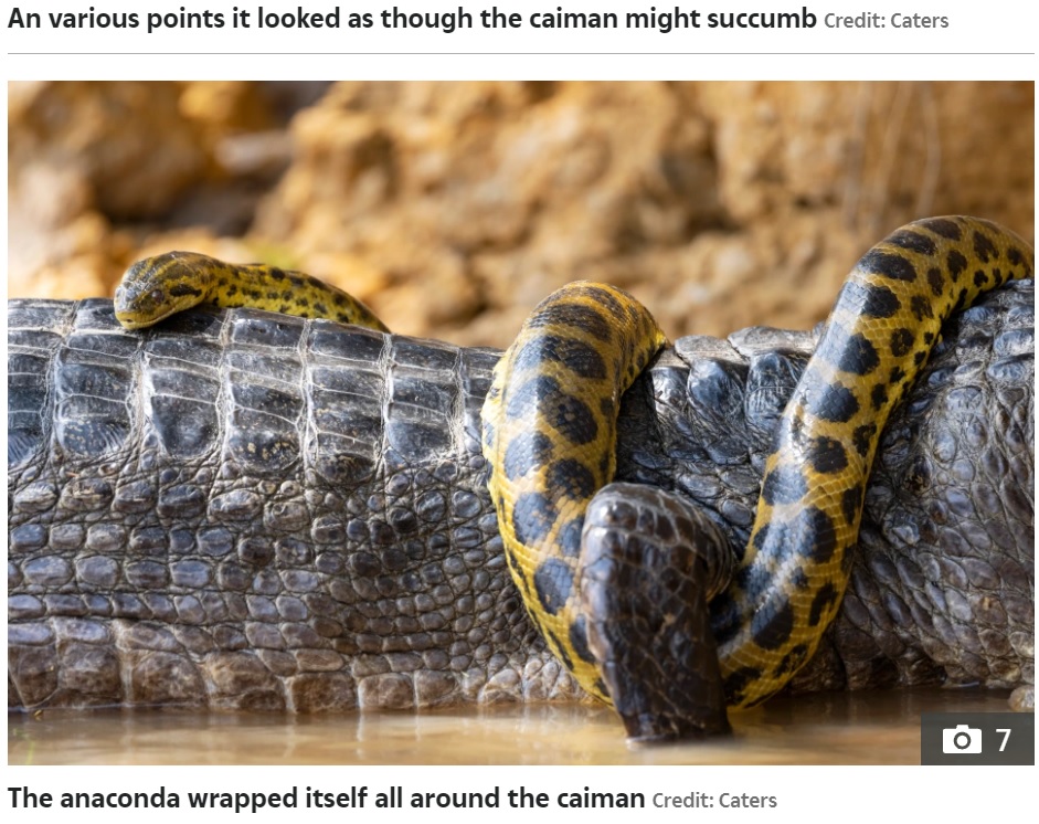 ワニの足をロックするように器用に巻きつくアナコンダ（画像は『The Sun　2021年10月12日付「SNAKE, RATTLE AND ROLL Giant anaconda wraps itself round a deadly caiman in brutal fight for survival - but who comes out on top?」（Credit: Caters）』のスクリーンショット）