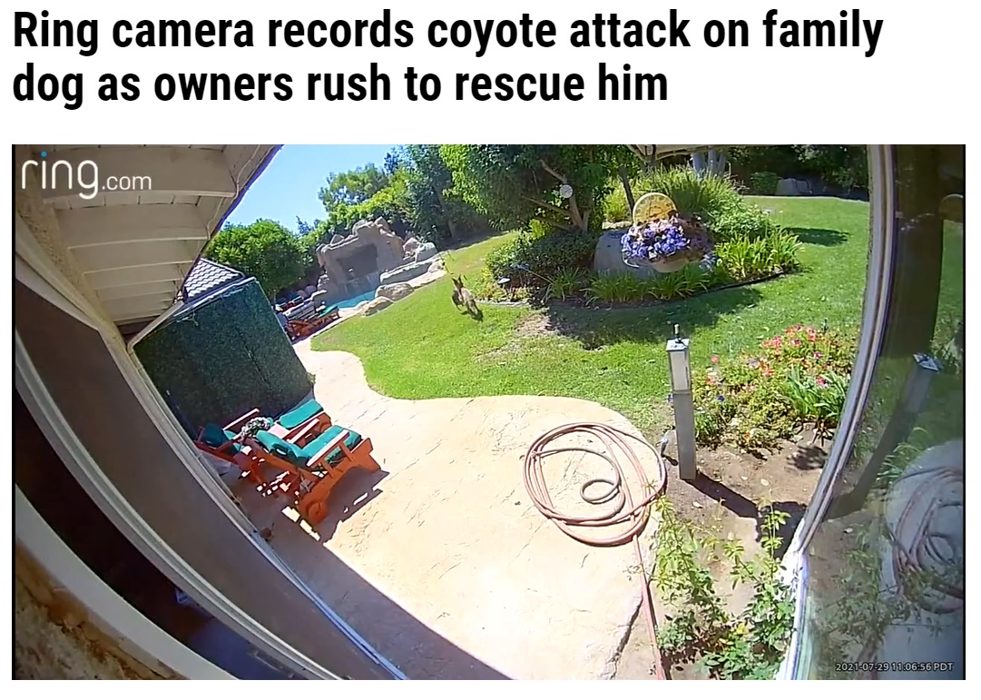 チコをくわえたまま去っていったコヨーテ（画像は『WFLA　2021年10月9日付「Ring camera records coyote attack on family dog as owners rush to rescue him」』のスクリーンショット）