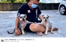 【海外発！Breaking News】繁殖後に毛の塊に覆われ捨てられた2匹の犬、第2の人生を歩む（台湾）＜動画あり＞