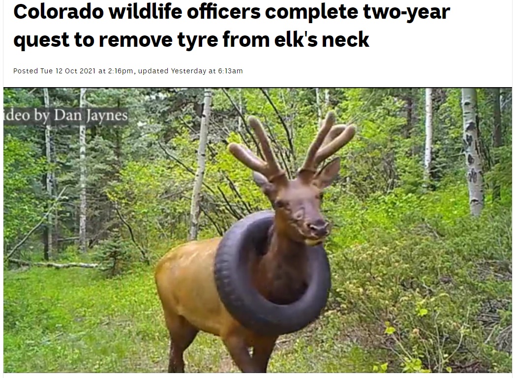 タイヤを首にかけたまま2年以上も過ごしていたシカ（画像は『ABC News　2021年10月13日付「Colorado wildlife officers complete two-year quest to remove tyre from elk’s neck」（Twitter: ＠CPW_NE）』のスクリーンショット）