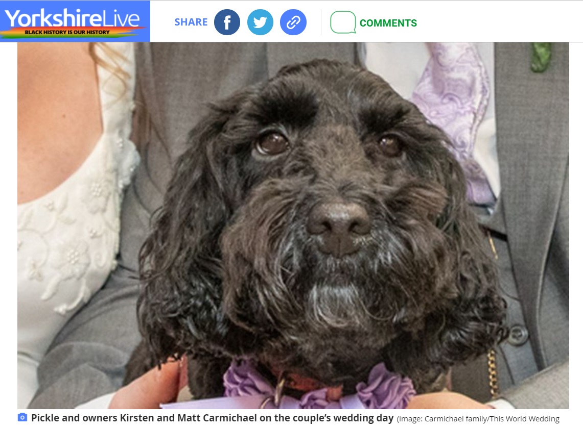 危険をいち早く感知した聴導犬の“ピクル”（画像は『YorkshireLive　2021年10月4日付「Hero cockerpoo saved York couple after house filled with smoke as they slept」（Image: Carmichael family/This World Wedding Photography）』のスクリーンショット）