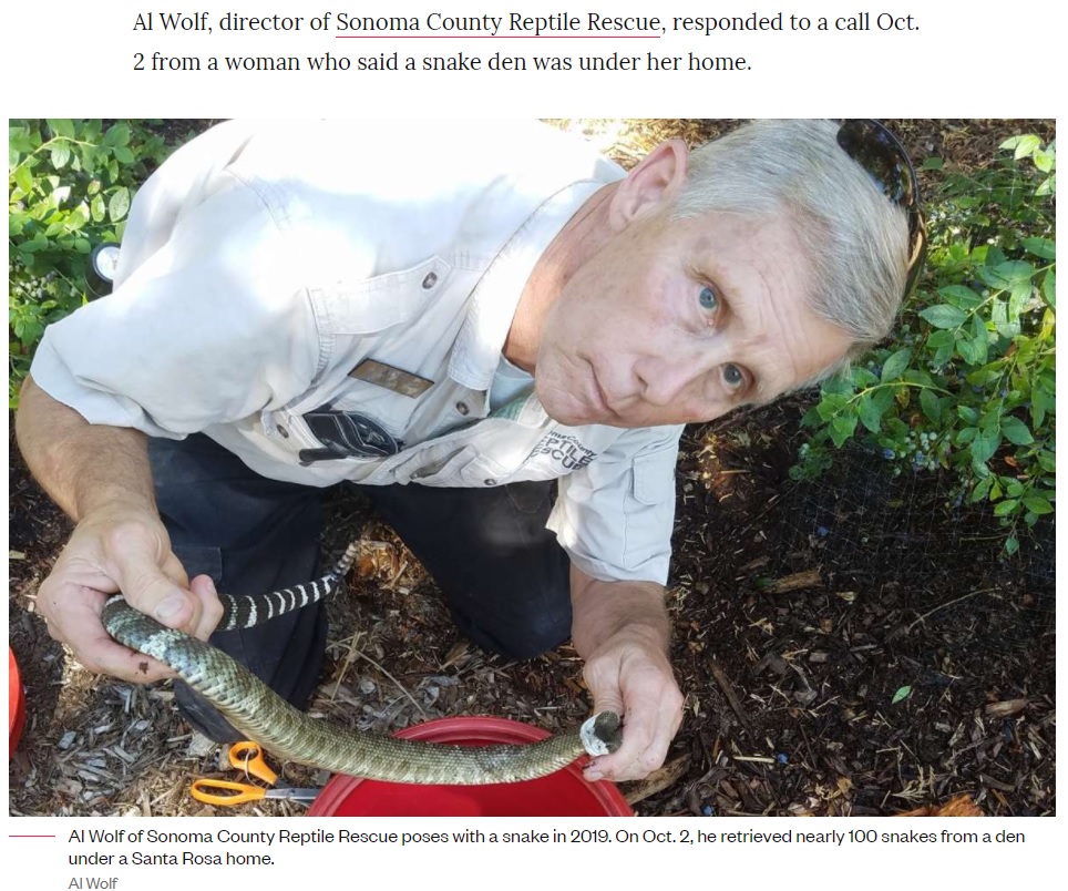 巨大なガラガラヘビの巣を発見した男性（画像は『SFGATE　2021年10月13日付「Meet the man who pulled nearly 100 snakes from under an SF Bay Area home」（Al Wolf）』のスクリーンショット）