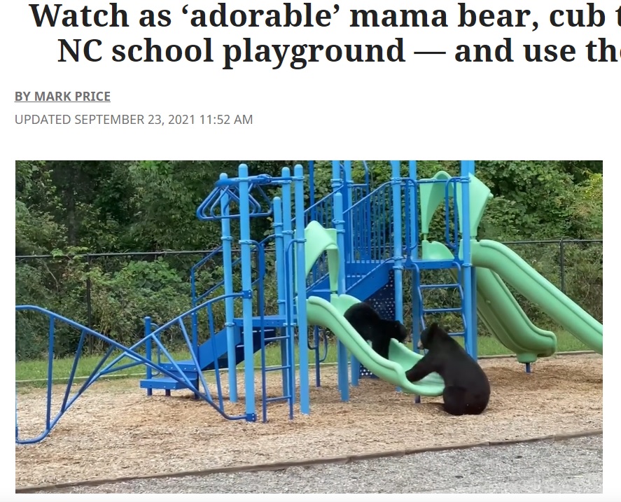 滑り台で遊ぶクマの親子（画像は『Charlotte Observer　2021年9月23日付「Watch as ‘adorable’ mama bear, cub take over NC school playground ― and use the slides」』のスクリーンショット）