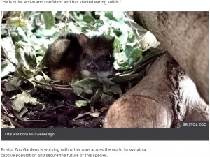 体つきはシカ、顔はネズミのようなマレーマメジカ（画像は『BBC　2021年10月18日付「Bristol Zoo’s third Malayan mouse deer born in a decade」（BRISTOL ZOO）』のスクリーンショット）