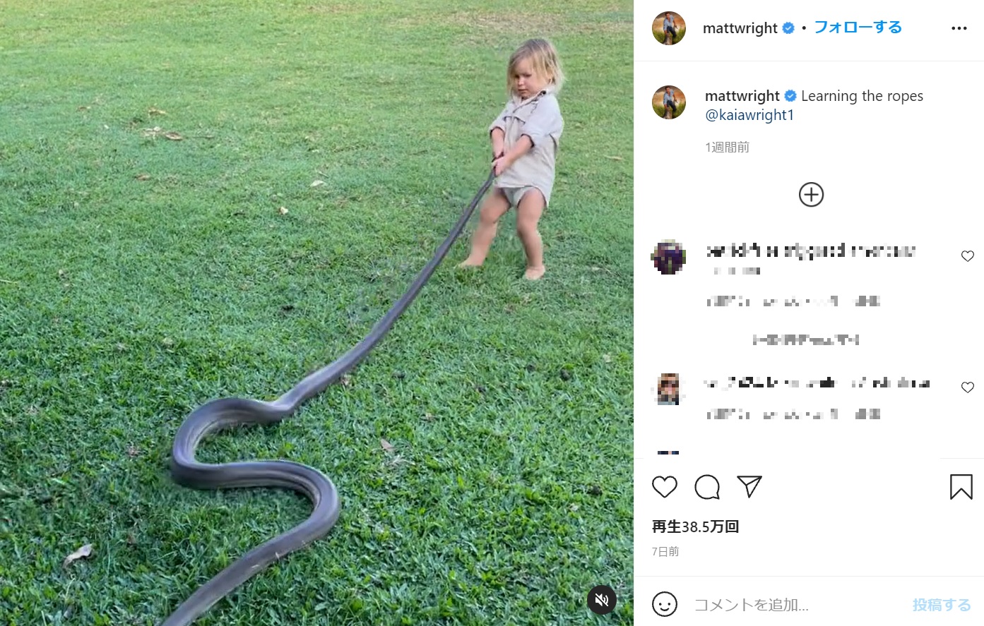大きなヘビを物怖じすることなく引っ張る2歳児（画像は『MATT WRIGHT - OUTBACK WRANGLER　2021年10月1日付Instagram「Learning the ropes」』のスクリーンショット）