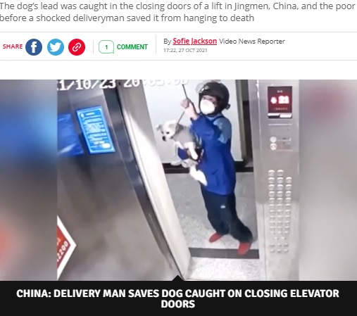 危機一髪で救われた犬（画像は『The Daily Star　2021年10月27日付「Hero deliveryman saves dog being strangled to death by leash in moving lift」（Image: AsiaWire）』のスクリーンショット）