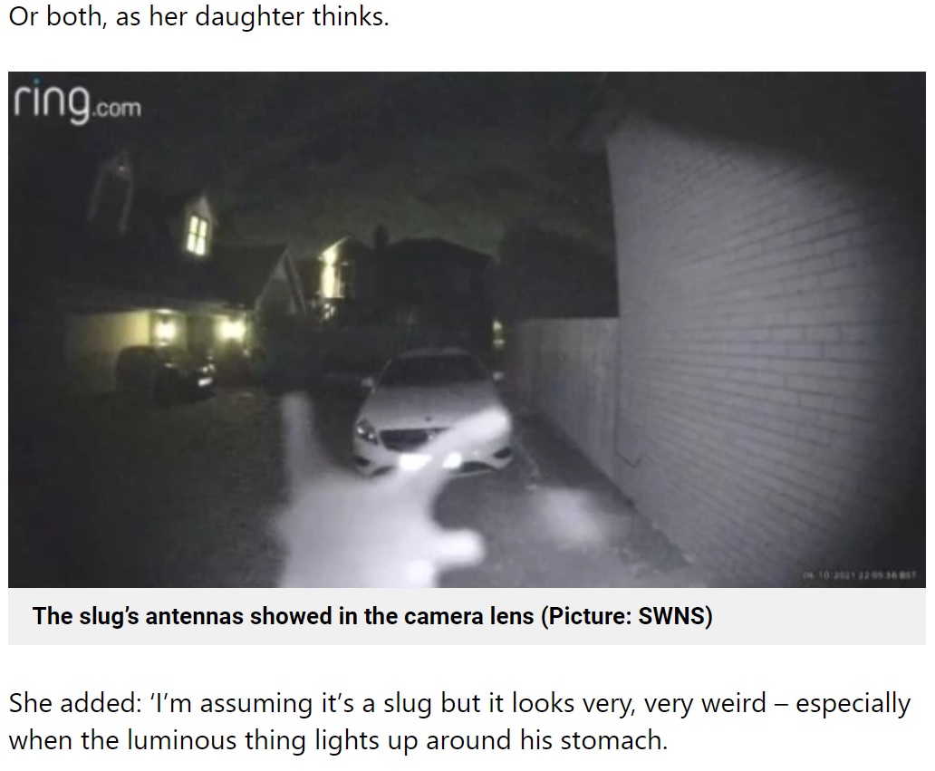深夜の怪しい“訪問者”（画像は『Metro　2021年10月8日付「Mystery creeper ringing woman’s doorbell late at night turns out to be a slug」（Picture: SWNS）』のスクリーンショット）