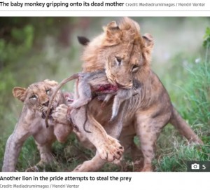 子猿を奪おうとやってきた別のライオン（画像は『The Sun　2021年10月15日付「MOTHER NATURE Heartbreaking moment baby monkey clings to dead mum as lion sinks teeth into her blood-soaked body」（Credit: Mediadrumimages / Hendri Venter）』のスクリーンショット）