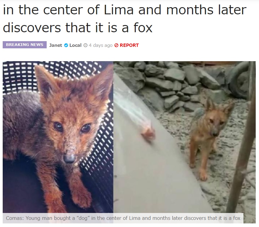 可愛がっていた犬がイヌ科の「クルペオギツネ」と判明（画像は『Today in 24 English　2021年11月3日付「Comas: Young man bought a “dog” in the center of Lima and months later discovers that it is a fox」』のスクリーンショット）