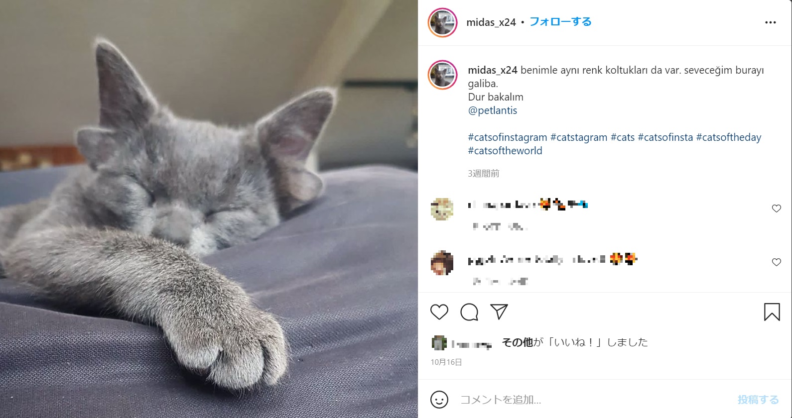 多数のフォロワーを抱え、その愛らしさで人々を笑顔に（画像は『Midas　2021年10月16日付Instagram「benimle aynı renk koltukları da var.」』のスクリーンショット）