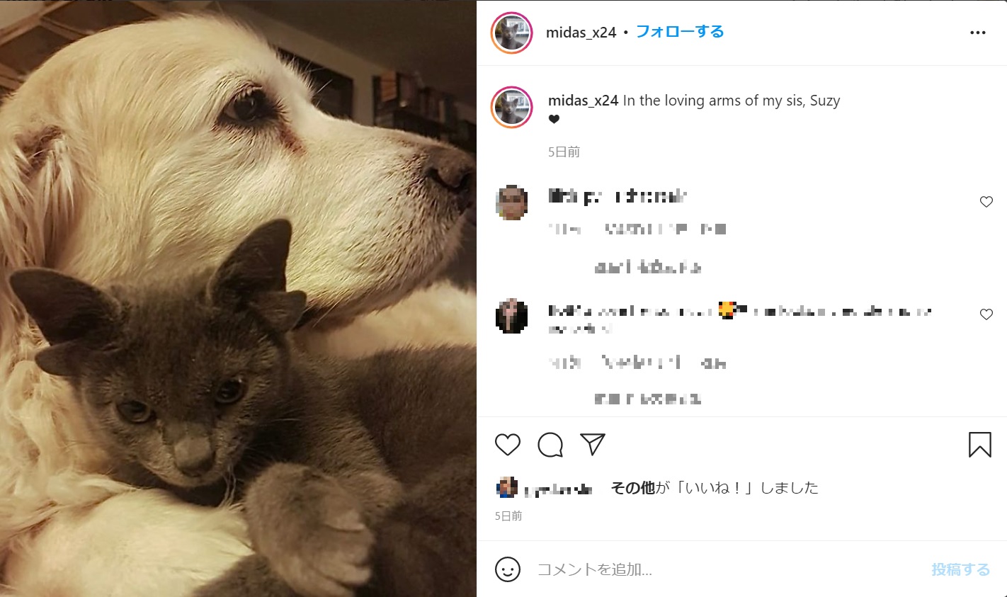 きょうだい犬ともすっかり仲良しに（画像は『Midas　2021年11月7日付Instagram「In the loving arms of my sis, Suzy」』のスクリーンショット）