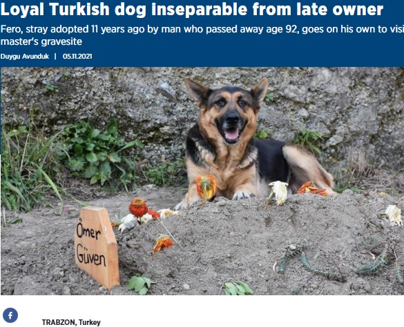 亡くなった飼い主の墓を離れない犬（画像は『Anadolu Agency　2021年11月5日付「Loyal Turkish dog inseparable from late owner」』のスクリーンショット）