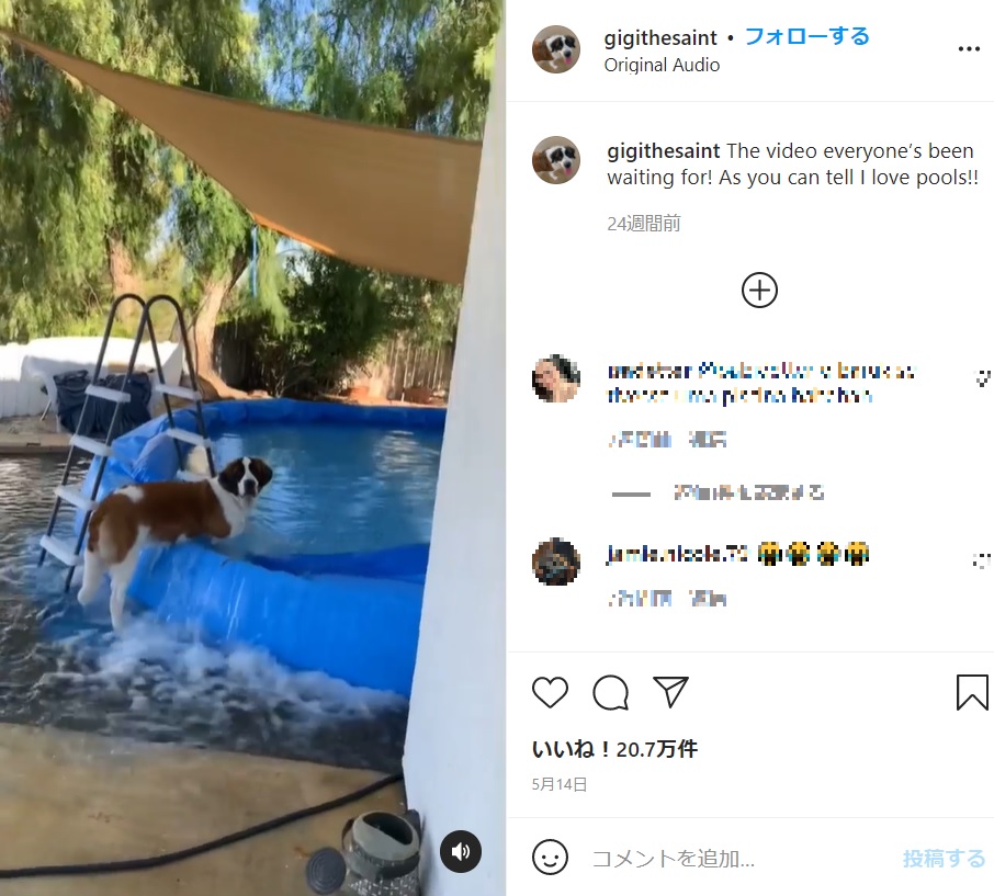 事態をまるで分っていないセント・バーナード（画像は『Gigi Stands for Good Girl　2021年5月14日付Instagram「The video everyone’s been waiting for!」』のスクリーンショット）