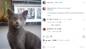 【海外発！Breaking News】4つの耳を持って生まれた猫　愛らしい姿に「神話に出てきそう」（トルコ）