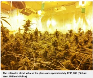 室内には大量の大麻が敷き詰められていた（画像は『Metro　2021年11月1日付「Heat-seeking drone busts cannabis factory worth ￡211,000」（Picture: West Midlands Police）』のスクリーンショット）