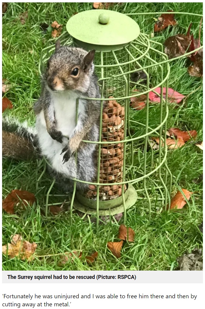 鳥の給餌器から出られなくなってしまったリス（画像は『Metro　2021年11月15日付「Squirrel eats so many nuts he gets stuck in bird feeder」（Picture: RSPCA）』のスクリーンショット）