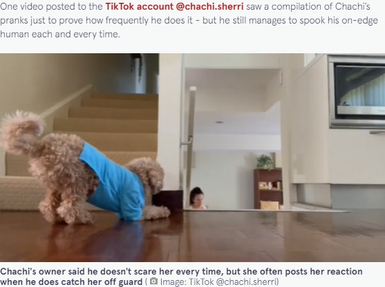 飼い主を驚かそうと隠れる犬（画像は『The Mirror　2021年11月17日付「Hilarious poodle waits at the top of the stairs to scare owner every day」（Image: TikTok ＠chachi.sherri）』のスクリーンショット）