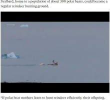 【海外発！Breaking News】トナカイを水中に沈めるホッキョクグマの狩り　気候変動の影響で獲物に変化（ノルウェー）＜動画あり＞